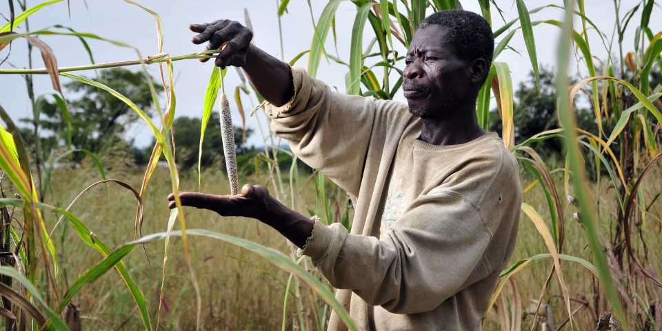 A farmer inspects his millet in NW Ghana.