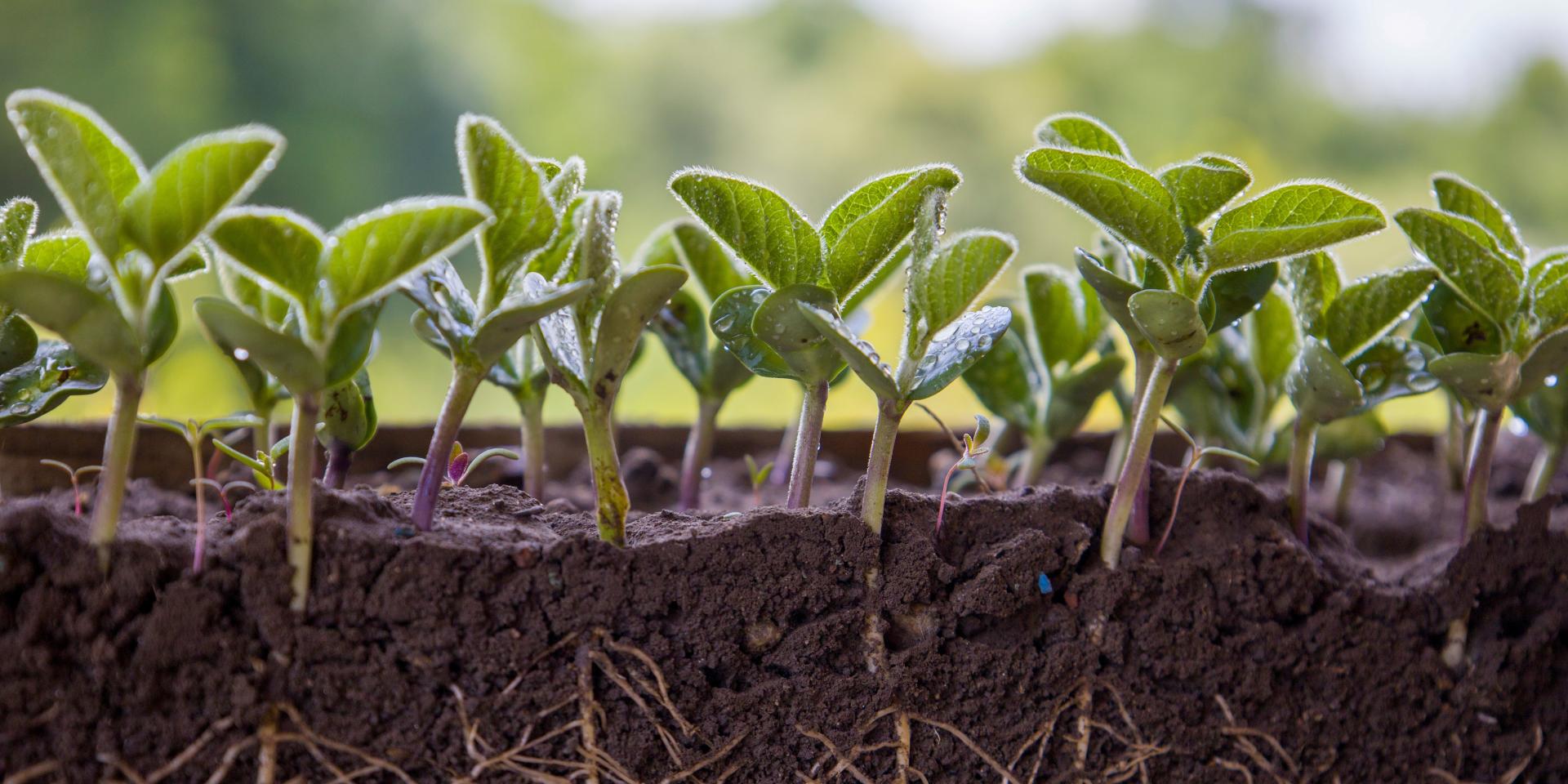 Soil health: critical to addressing climate change and realising Africa ...