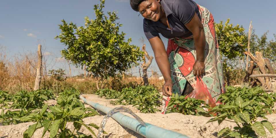 Drip irrigation use in Zambia