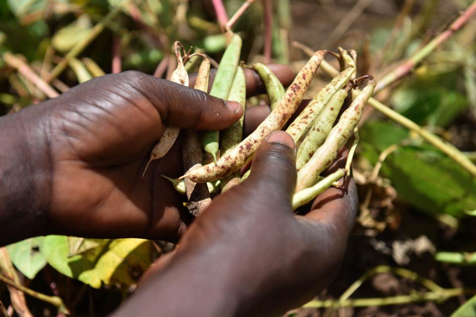 Female farmer picking beans.