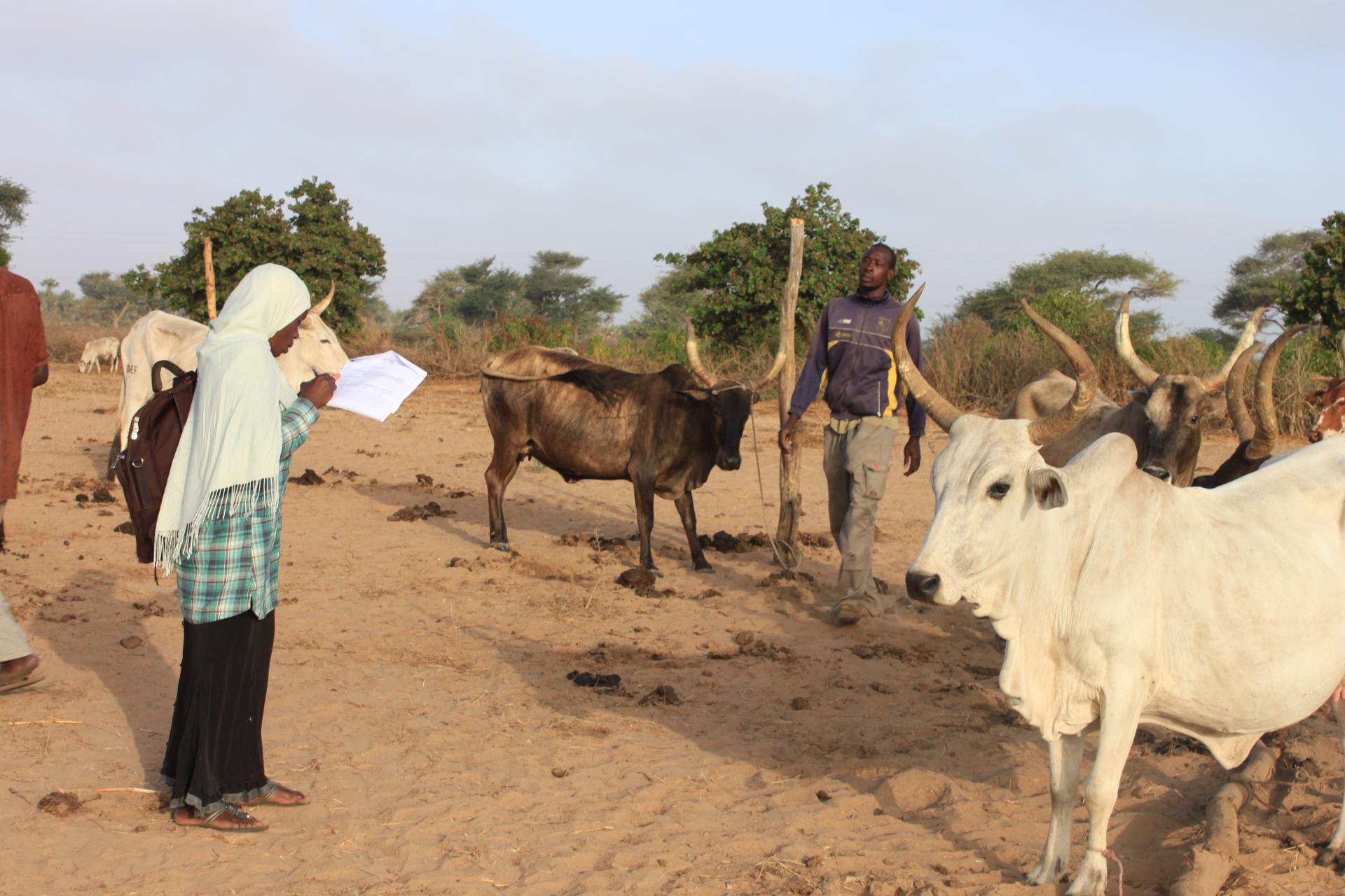 business plan agriculture senegal